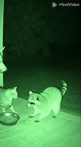 Night Vision Camera Caught THIS… I’m Shocked!