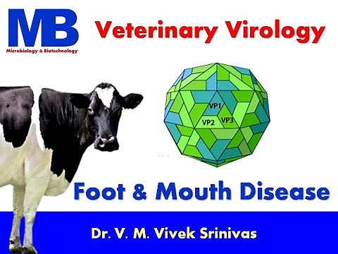 FOOT AND MOUTH DISEASE | Microbiology | Vivek Srinivas | #Veterinaryscience #FMD