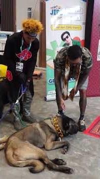 THIS IS IT GUYS THE BIGGEST DOG IN INDONESIA, AM I STRONG ENOUGH TO LIFT ZEUS