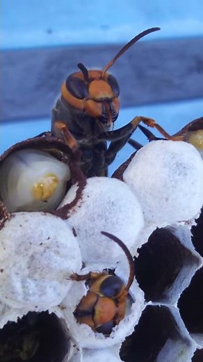 スズメバチの羽化Emergence of a hornet
