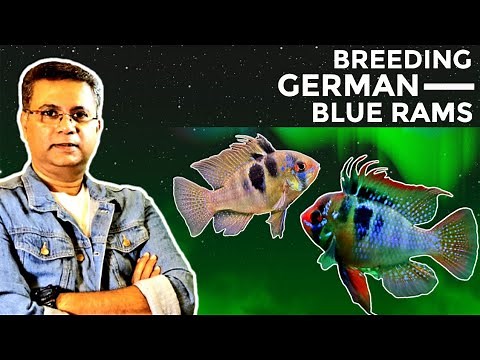 The Ultimate Guide to Breeding German Blue Rams