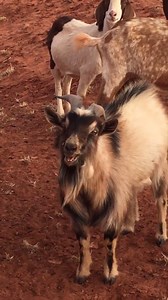 The laughing goat hahah | Thug Animals