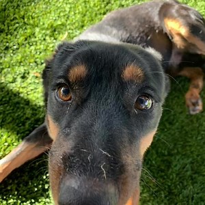 Pinal County Animal Care and Control on Reels | Facebook