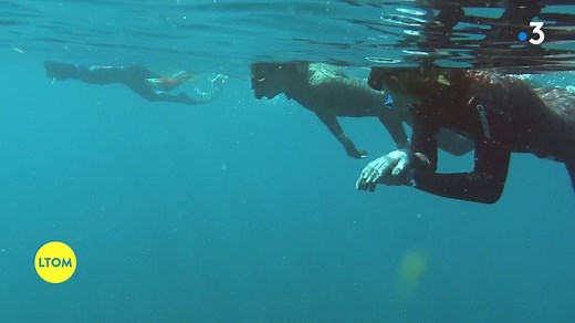 La tortue verte est menacée par la pêche accidentelle et par la pollution 🐢 👇 Chaque année, en Martinique, Damien Chevalier recense ces tortues. Il faut d’abord capturer la tortue, puis la peser et analyser des données, comme sa taille ou son métabolisme. | C pas si loin