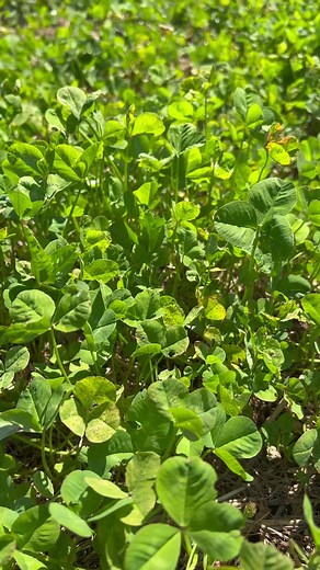 5.4K views | Easy Greens is a drought-hardy blend that thrives in various soil types and climates, helps build soil quality, and is highly attractive to wildlife, making it a key foundation to any quality deer management plan. | Illusion Systems | Facebook