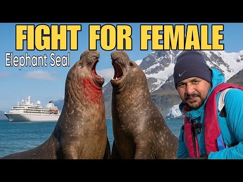 Fight Between Two Giant Elephant Seals | One Wild Planet | Antarctica Wildlife || Pole to Pole Ep.8