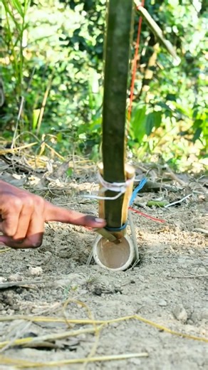 Primitive Survival Bird Trap 😯 #shorts #survival