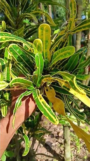 🔴 Ultimate Croton plant care tips #backyardgardening#crotonplantcare#croton#shortsfeed#ytshorts