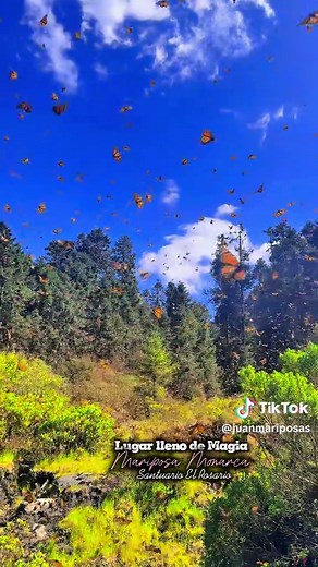 Espectáculo Natural en El Santuario de la Mariposa Monarca