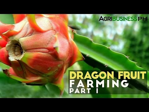 Dragon fruit farming in the Philippines : Dragon fruit farming Part 1 #Agribusiness
