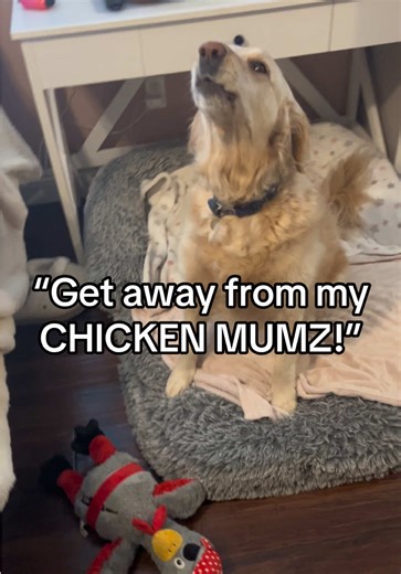 Funny Dog Protects His Chicken