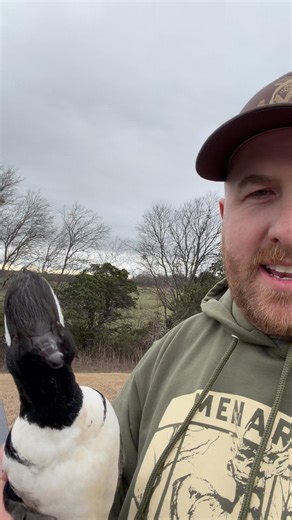 Rare WILD duck!! 🦆