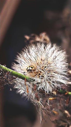 Meri Photography app logoko kaise lag rahi hai please coment kare guys #browsersearch#youtubesreach