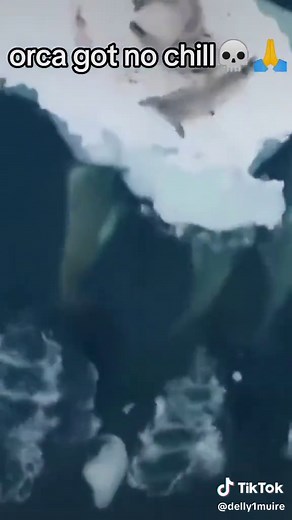 Leopard Seal vs Orca: Ultimate Predator Showdown