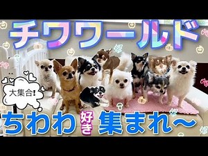 A gathering of cute Chihuahuas - Welcome to Chihuahua World [#77]