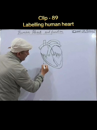 Labelling the Human Heart: A Comprehensive Guide
