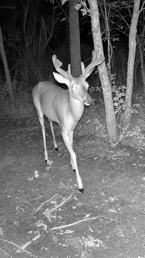 🦌 How Many Points Does This Massive Buck Have? 👀🤔