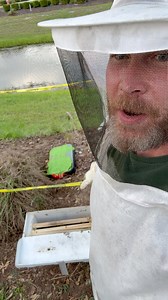 4.9K views · 103 reactions | Honey bee rescue! Difference between a hive and a swarm. What happens to the bees that are left behind? Follow me to find out more about bees! #honeybees #swarm #beehive #bees #savethebees #beekeeping #beekeeper | James Weston | Facebook