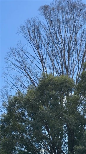 Morning Birds in Australia 🐦🌿| A Slow Morning Start