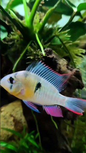 Top 5 Freshwater Tropical Fish for a Community Tank #aquarium #fish #shorts