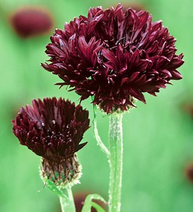 Centaurea cyanus 'Black Ball'