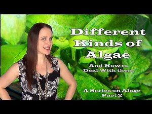 The Different Kinds of Algae in a Freshwater Aquarium