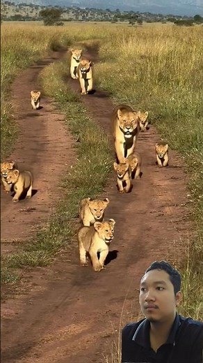 🦁 THE PRIDE MARCH! Lioness & Her 13 Cubs Take Over! 🐾👑 #Shorts #Lions #Lioness #Wildlife