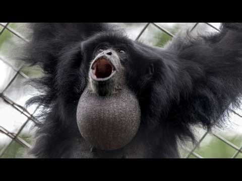 Pinky's Smithsonian Adventure: Talking Siamangs