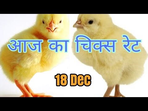 chicks rate today#Today Broiler&Ffg Chicks Rate/चूजे का रेट