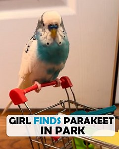 Girl was scared of birds until rescued parakeet melted her heart ❤️ ##parrotlovers #parakeet #cuddlebuddies | Cuddle Buddies
