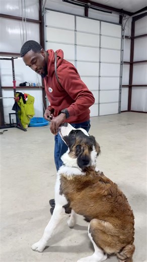 Can big dogs move like little dogs?