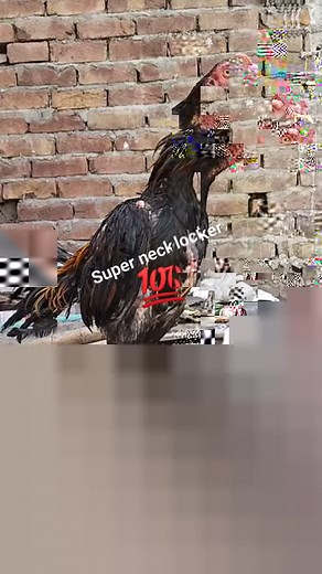 3.4K views · 201 reactions | Thai neck locker #superlocker #panasthai #aseelfarmingandcare #necklockerthai #rooster #topqualitybird | Aseel Farming And Care | Facebook