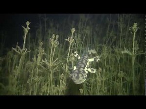 Neoteny in Tiger Salamander, Ambystoma mavortium/tigrinum, Neotenic