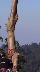 Getting the job done, one tree at a time with #Sherrilltree 🌳🙌🏼 #treeworkdownunder Every country has different arborist standards including Australia and New Zealand, but safety is always top of mind at every location #ClimbSafeCutSafe https://sherrilltree.com/ | Sherrilltree