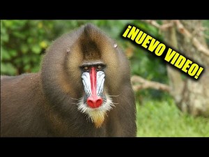 Qué Pasa con los Mandriles