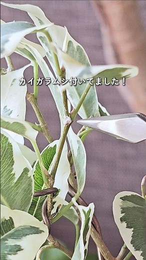 カイガラムシ、見つけたら駆除！放置するとどんどん増えます💦駆除方法は、ひたすら手で取る「テデトール」頑張ってね！#カイガラムシ #観葉植物 #害虫 #ボタニカル