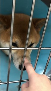 ① Kotaro, a 6-year-8-month-old Shiba Inu with prostatitis, prostatic hyperplasia, urolithiasis, b...