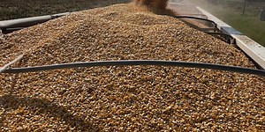 Kansas corn farmers celebrate a record crop