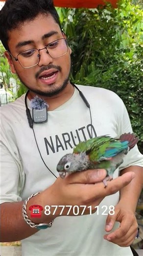 Crimson Bellied Conure 🦜#shorts#viral #seramporepetmarket#sreemoyiparrot #cbc#youtubeshorts#ytshorts