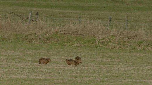 93K views · 3.6K reactions | Simon King is back! On Springwatch at Easter TONIGHT 9pm on BBC Two. Simon King is back on the remote Scottish island of Islay, discovering the origin of the Easter Bunny. | BBC Springwatch | Facebook