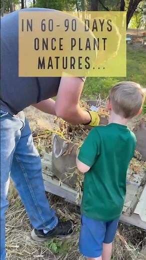 How to successfully grow potato treasures in fabric bags