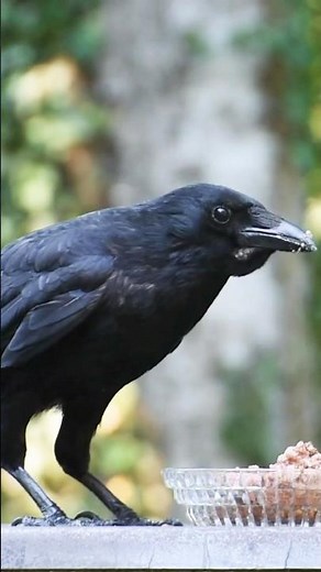 What do Crows Eat?