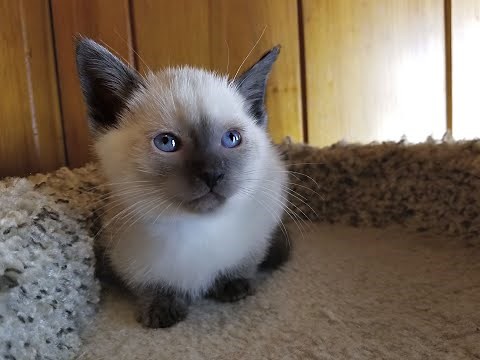 Gorgeous Applehead Siamese and Balinese Kittens Available in North Carolina!