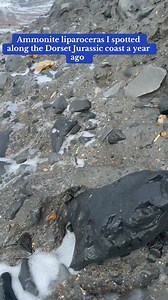 289K views · 6K reactions | Spotted this big fat liparoceras ammonite being exposed by the sea along the Dorset Jurassic coast back along | Charmouth Fossils | Facebook
