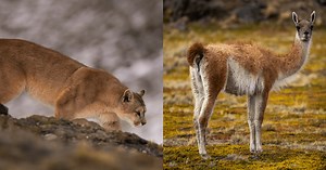 Watch a Guanaco Escape a Mountain Lion's Claws In Slow Motion