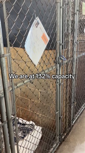 💔 We’re full, adoptions are slow, and our shelter pets urgently need your help. Right now, we’re caring for 111 animals, putting us at 132% capacity. Our kennels are overflowing, and our pets are feeling it. Don’t forget… Empty the Shelters: 🐶 Adult dogs: $50 🐱 Adult cats: $25 We are also running a special for kittens and puppies under 6 months for $70 If you’ve been thinking about adopting, now is the perfect time. Can’t adopt? You can still help by fostering, volunteering, donating, or shar