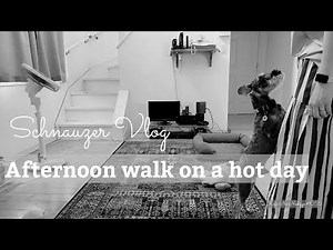 暑い日の午後の散歩…。けふの日常。【miniature schnauzer】【犬vlog】【vlog】#1055
