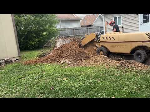 Grinded a huge Tree Stump in Virginia Beach