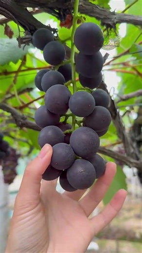 Fresh Black Grapes Harvest 🍇 Farm to Table Satisfaction