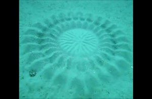 Puffer fish makes sand art on the seafloor.